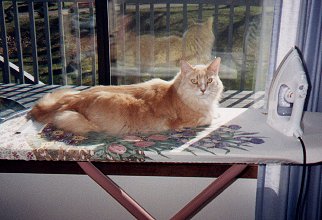 Pixel on ironing board