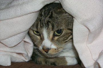 Tribble Under Blanket